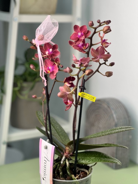 Орхидея Мультифлора Экзотика (Арома)  ⌀12 40 см 