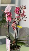 Орхидея Мультифлора Экзотика (Арома)  ⌀12 40 см 