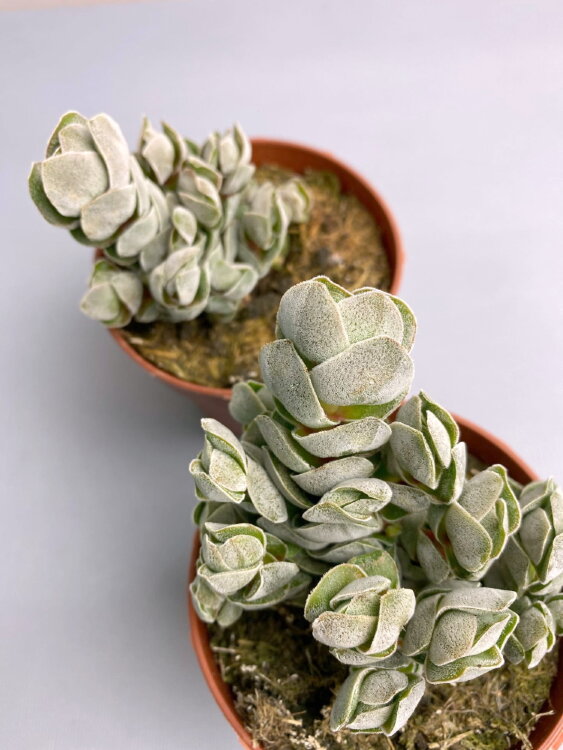 Крассула Децептор Арта ⌀8  Крассула Децептор Арта ⌀8