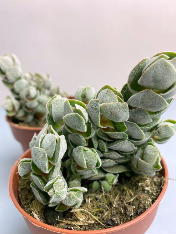 Крассула Децептор Арта ⌀8  Крассула Децептор Арта ⌀8