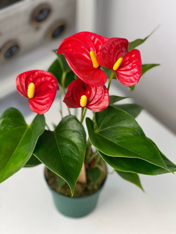 Антуриум Ред Чемпион ⌀9 25 см 