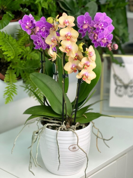 Композиция из орхидей мультифлора Лотте 
