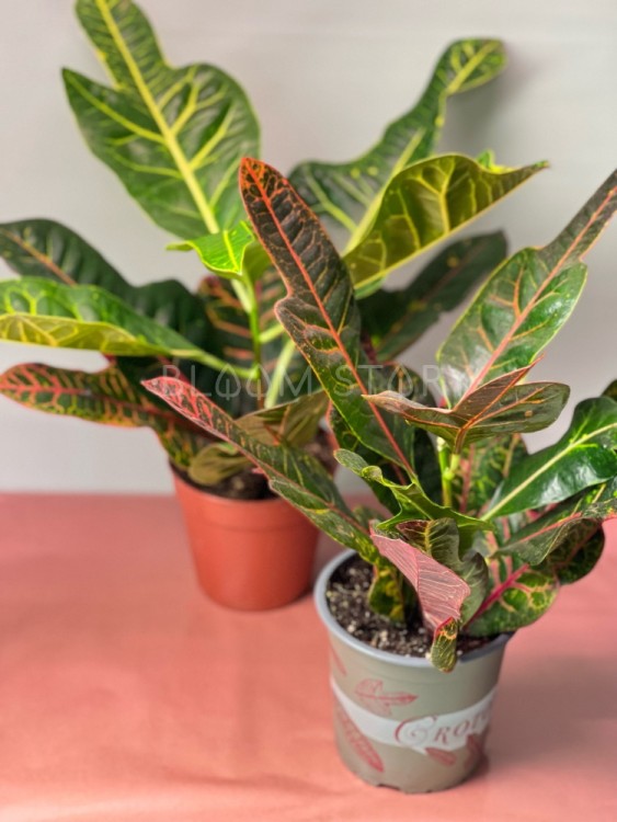 Кротон Экселлент ⌀12 35 см 