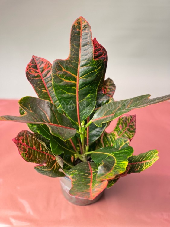 Кротон Экселлент ⌀12 35 см 