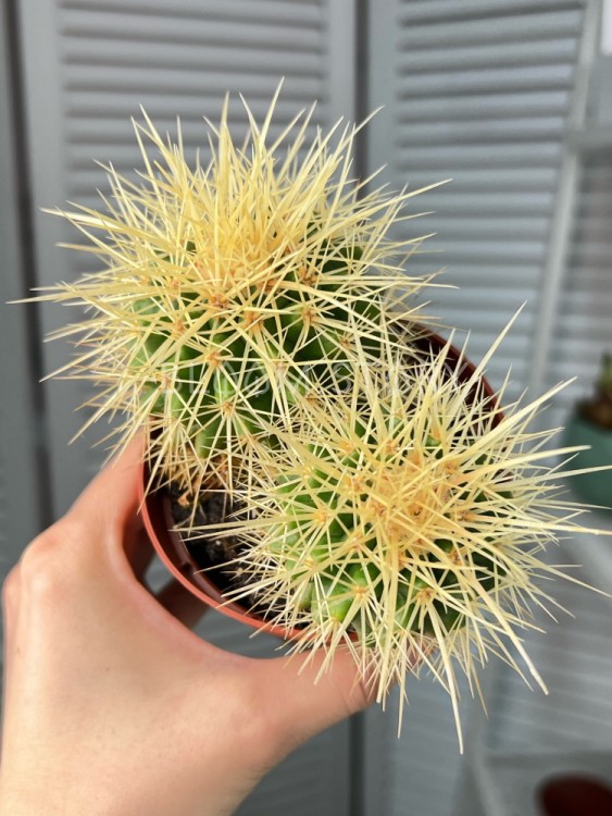 Эхинокактус Грузони дабл ⌀10 