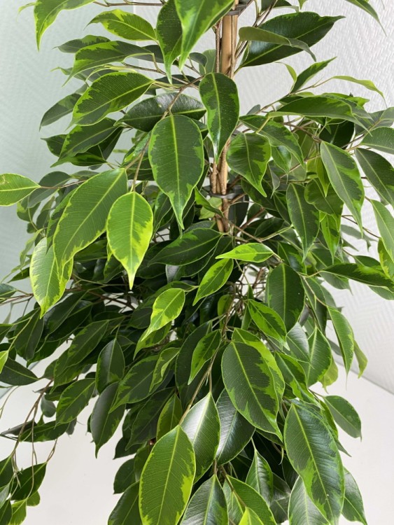 Фикус бенджамина Анастасия ⌀21 95 см 