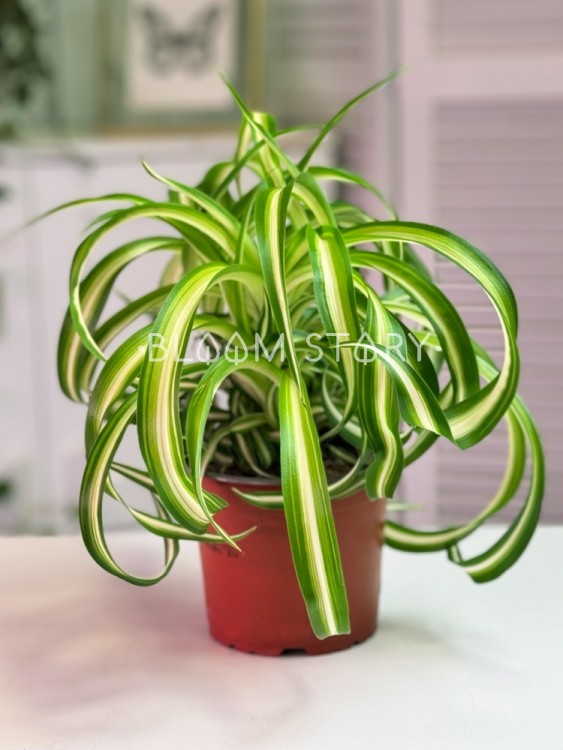 Хлорофитум Бонни ⌀12 20 см 