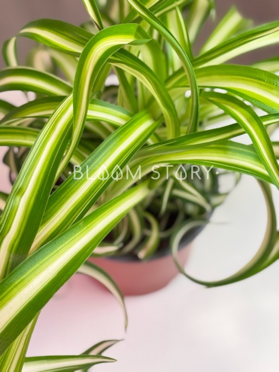 Хлорофитум Бонни ⌀12 20 см 