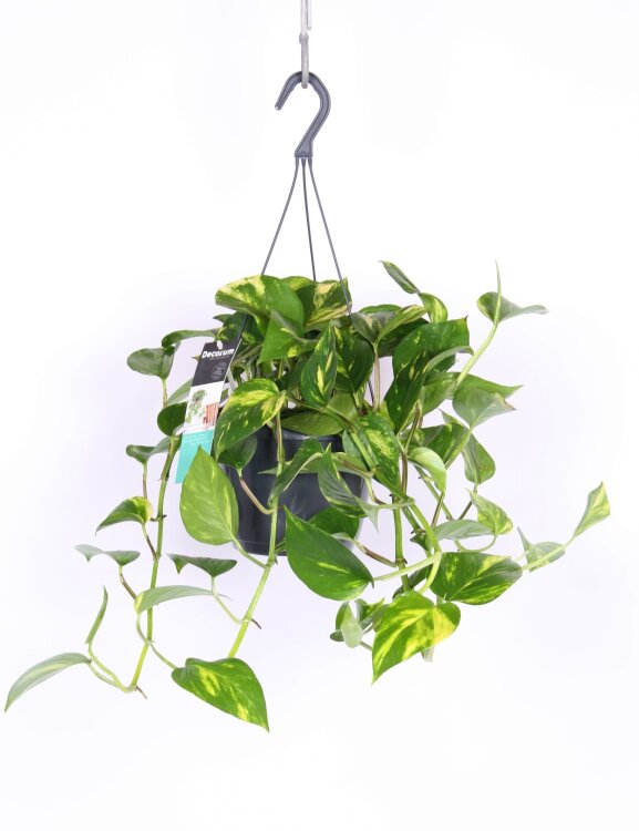 Эпипремнум Ауреум подвесной ⌀15 40 см 