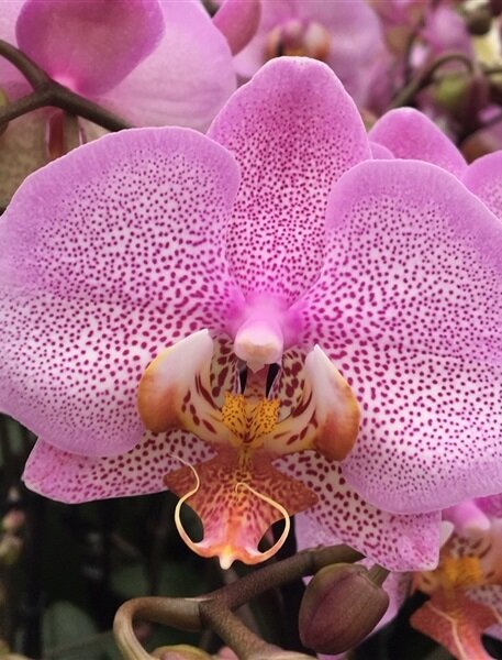Орхидея Фаленопсис Формейшн 2 ст 