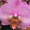 Орхидея Фаленопсис Формейшн 2 ст 