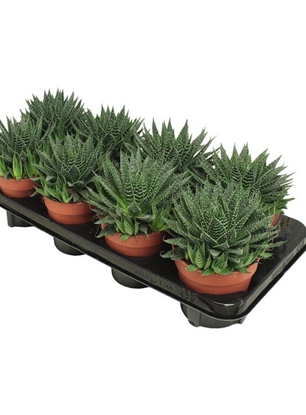 Алоэ Аристата ⌀12 