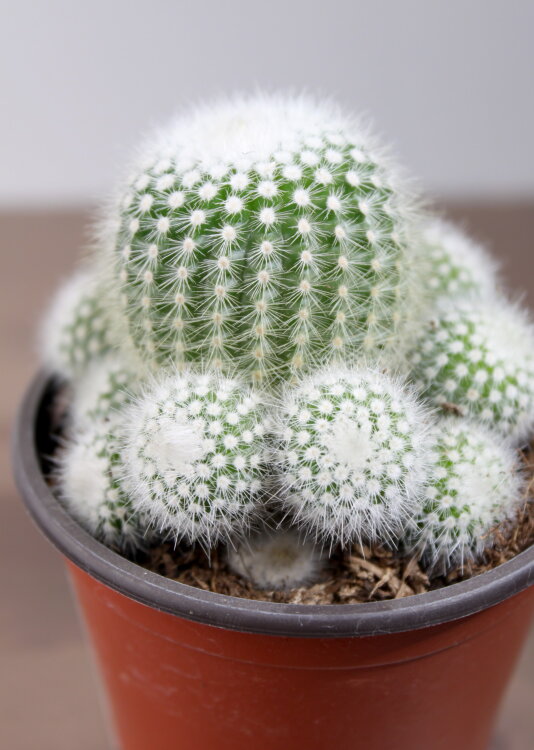 Нотокактус Скопа ⌀8 