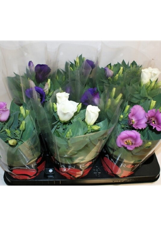 Эустома белая 