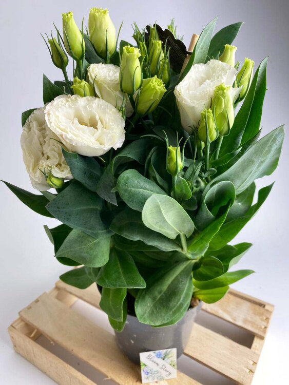 Эустома белая 