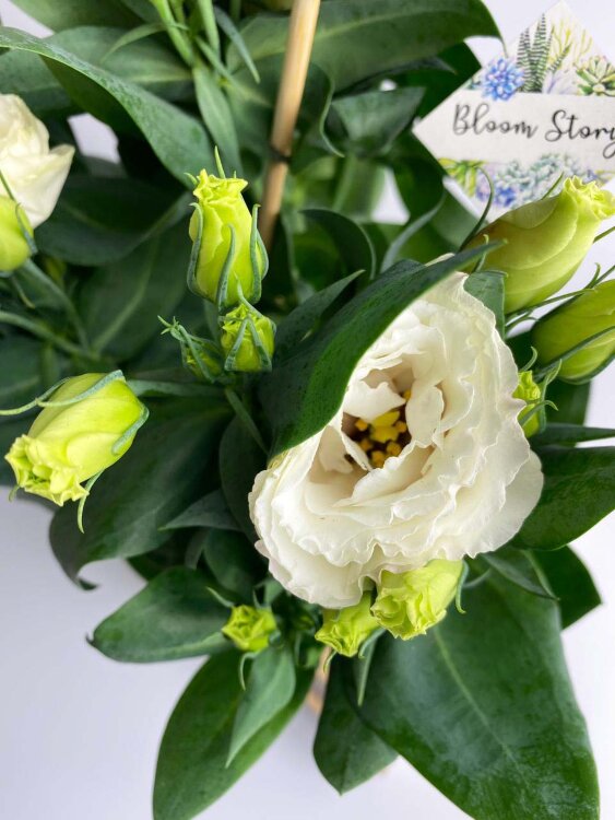 Эустома белая 