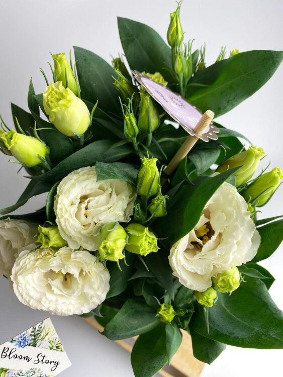 Эустома белая 