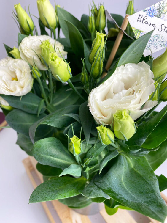 Эустома белая 