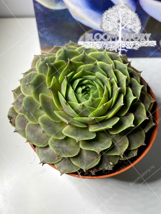 Семпервивум Рита Джейн ⌀8 