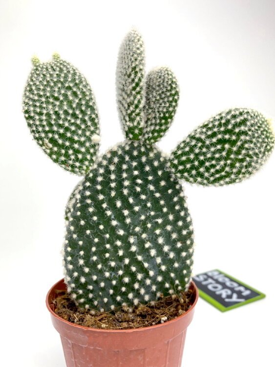 Опунция Альбата ⌀8 