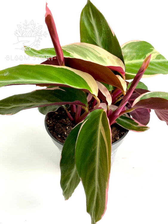 Калатея (Строманта) Триостар ⌀12 40 см 