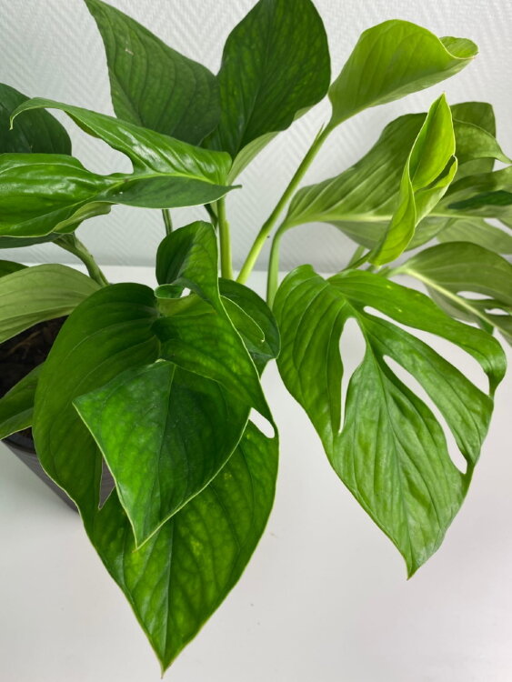 Монстера Пиннатипартита ⌀19 60 см 