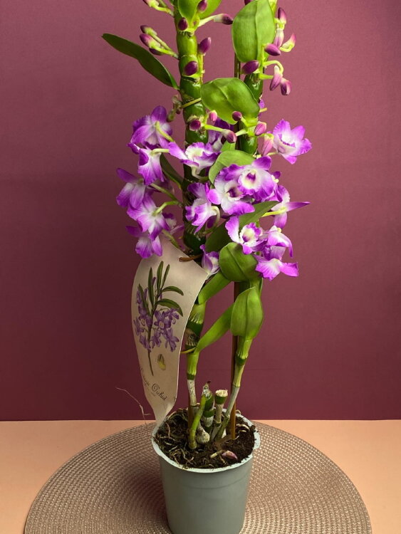 Орхидея Дендробиум Нобиле Лилак 2 ст 