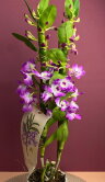 Орхидея Дендробиум Нобиле Лилак 2 ст 