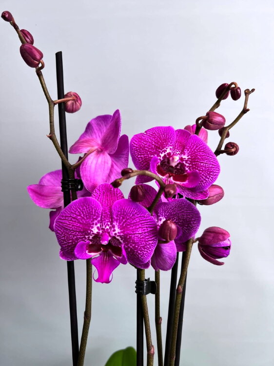 Орхидея Фаленопсис Биг Фут 2 ст 