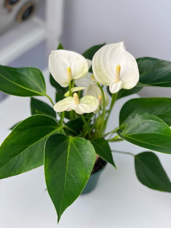 Антуриум Вайт Чемпион ⌀9 30 см 