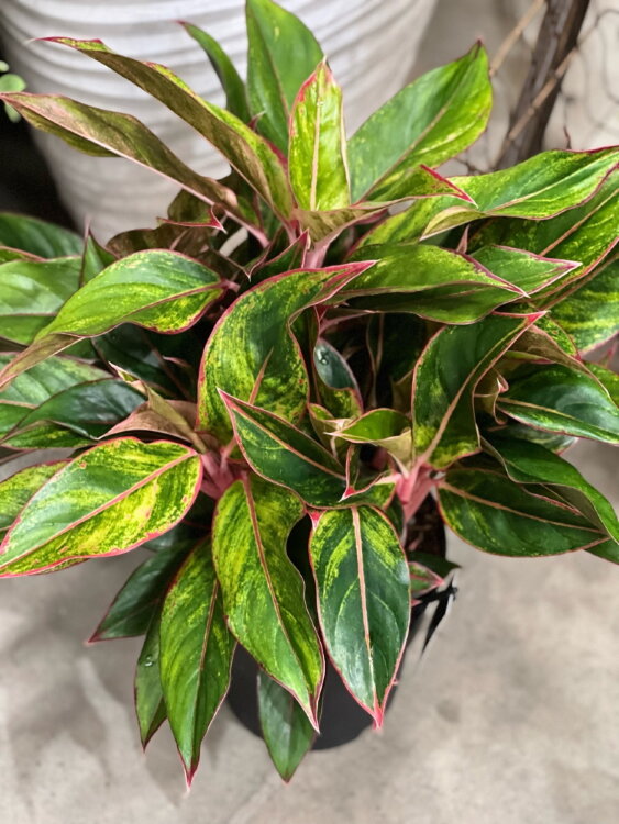 Аглаонема Джангл Ред ⌀19 50 см 