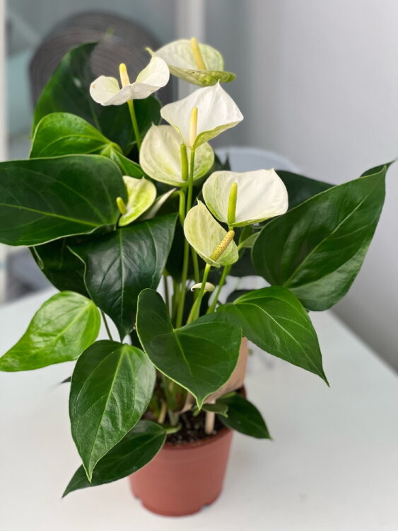 Антуриум белый Элидо ⌀12 40 см  Антуриум белый Элидо ⌀12 40 см