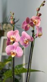 Орхидея Фаленопсис Астрид ⌀12 60 см 