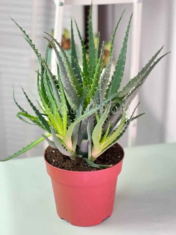 Алоэ Арборесценс Древовидное Столетник куст ⌀17 45 см 