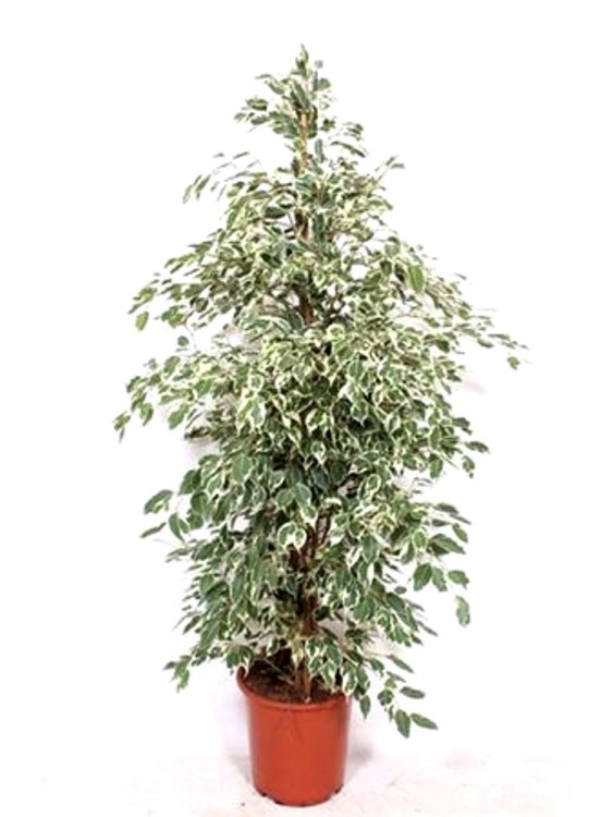 Фикус бенджамина Твайлайт ⌀27 150 см 