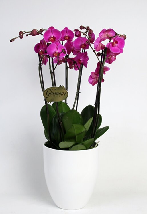Композиция из трех лиловых орхидей фаленопсис 