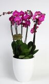 Композиция из трех лиловых орхидей фаленопсис 
