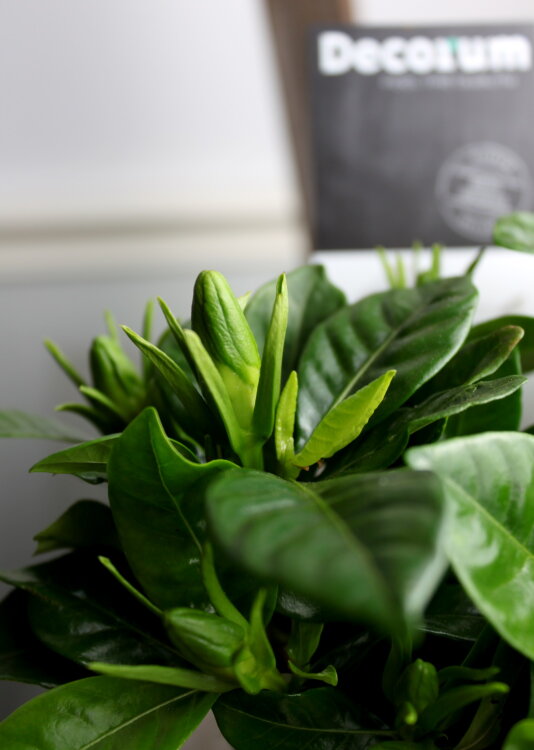 Гардения жасминовидная ⌀9 15 см 