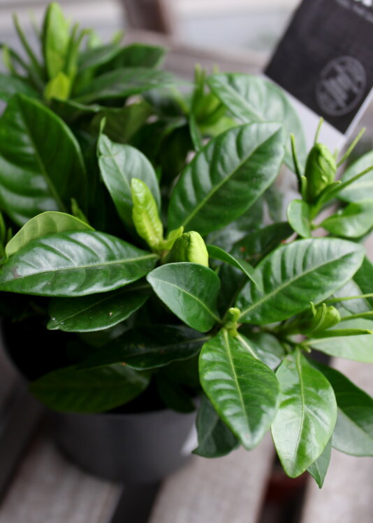 Гардения жасминовидная ⌀9 15 см 