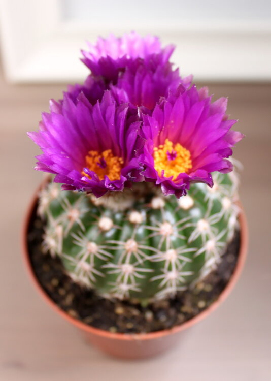 Нотокактус Вернери ⌀10 