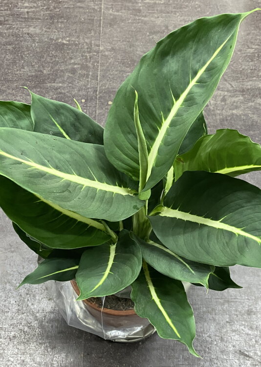 Диффенбахия Грин Меджик ⌀17 65 см 