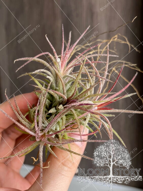 Тилландсия Ионанта Куст  Тилландсия Ионанта Куст