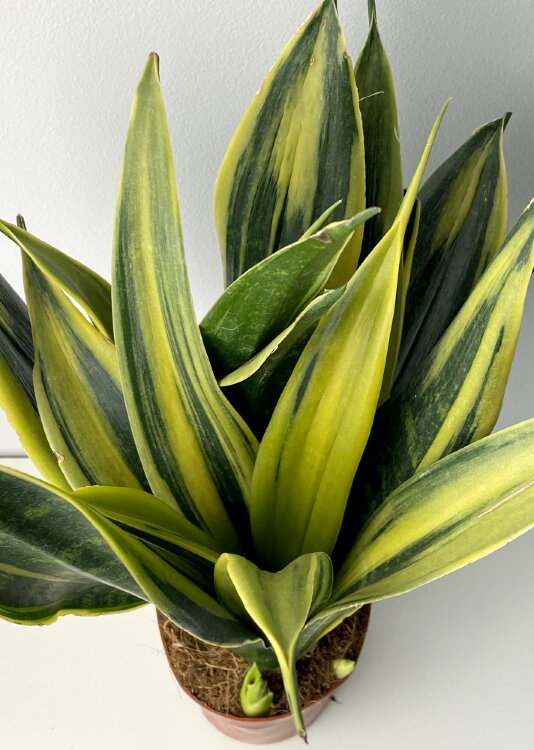 Сансевиерия Голден Флейм ⌀14 40 см 