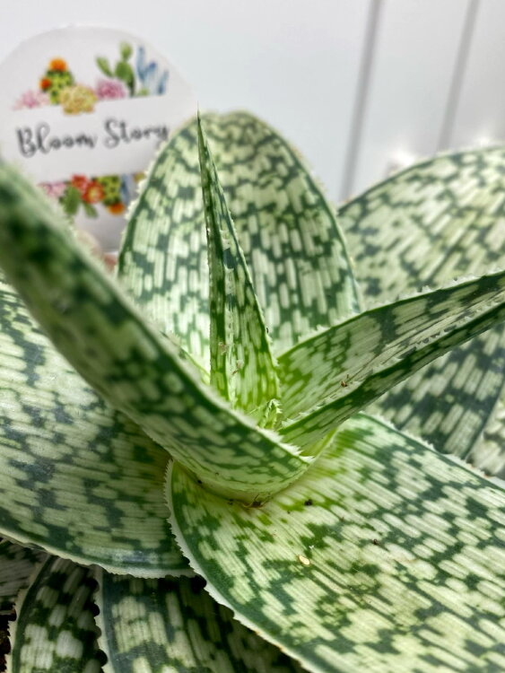 Алоэ Рауха ⌀10 