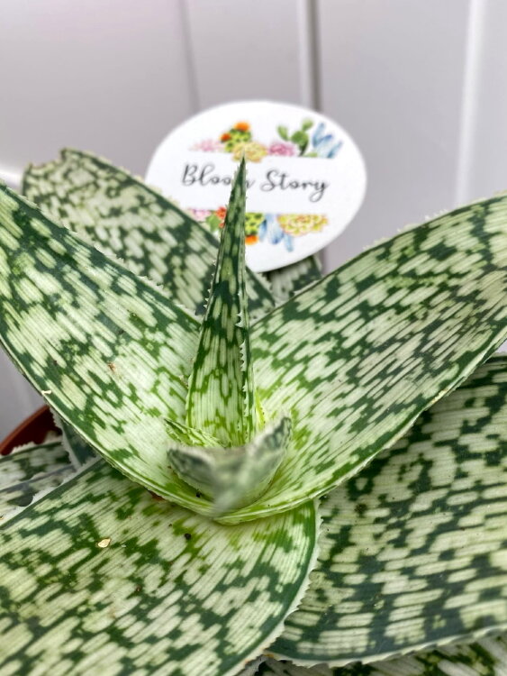 Алоэ Рауха ⌀10 