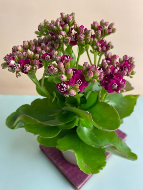 Каланхоэ Каландива лиловое ⌀12 