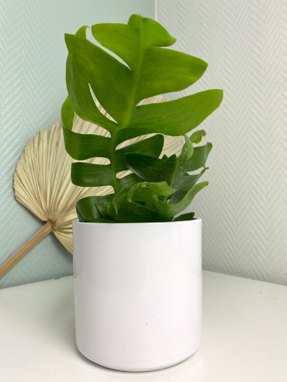 Эпифиллум Хризокардиум 