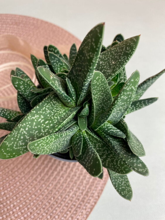 Гастерия Веррукоза ⌀9 