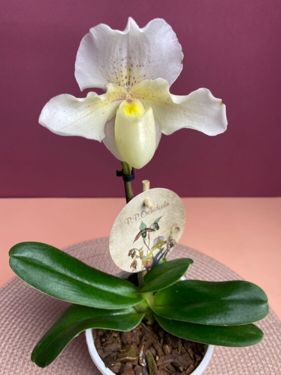 Орхидея Пафиопедилум Рози Давн 