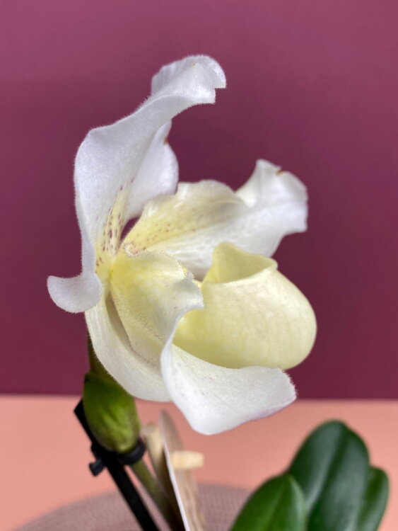 Орхидея Пафиопедилум Рози Давн 